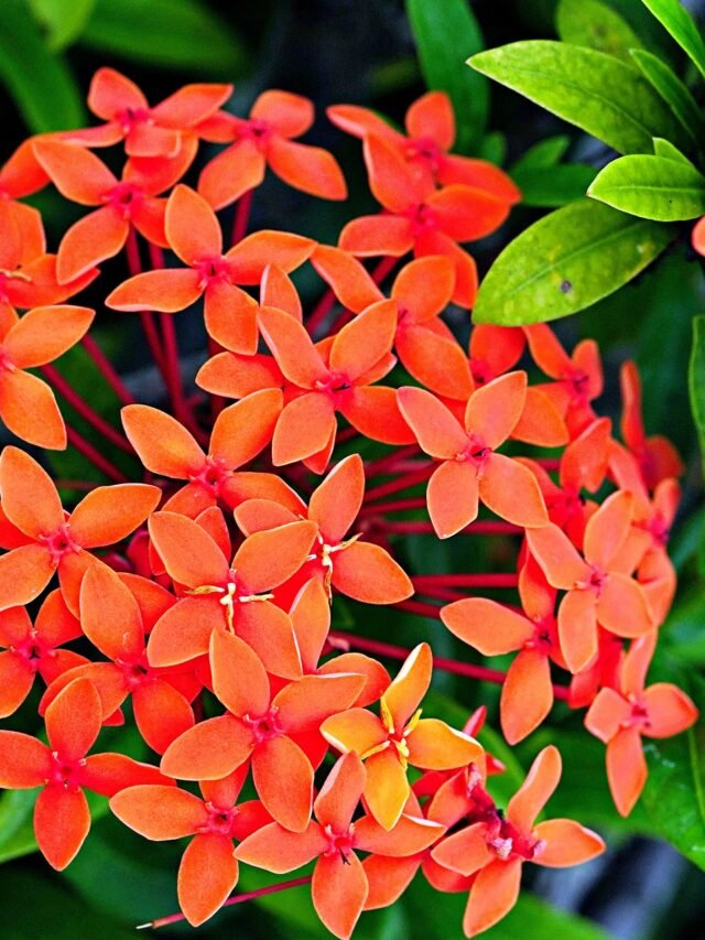 Enjoy the beauty of blooming flowers by Growing your own garden with these delightful Indian flowering plants